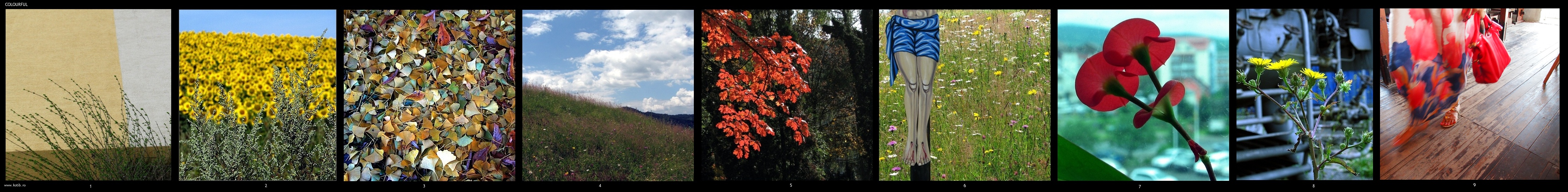 colorata